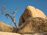 Joshua Tree 006